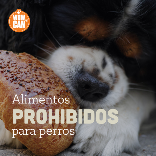 ¡Alerta peluda! Alimentos que jamás debes darle a tu perro